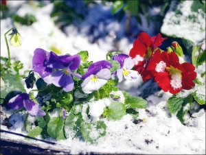 Flowers rising from the snow